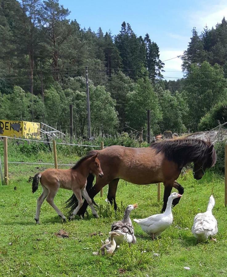 Stall Hav-Vik Farmstay ฟาร์ชุนด์ ภายนอก รูปภาพ